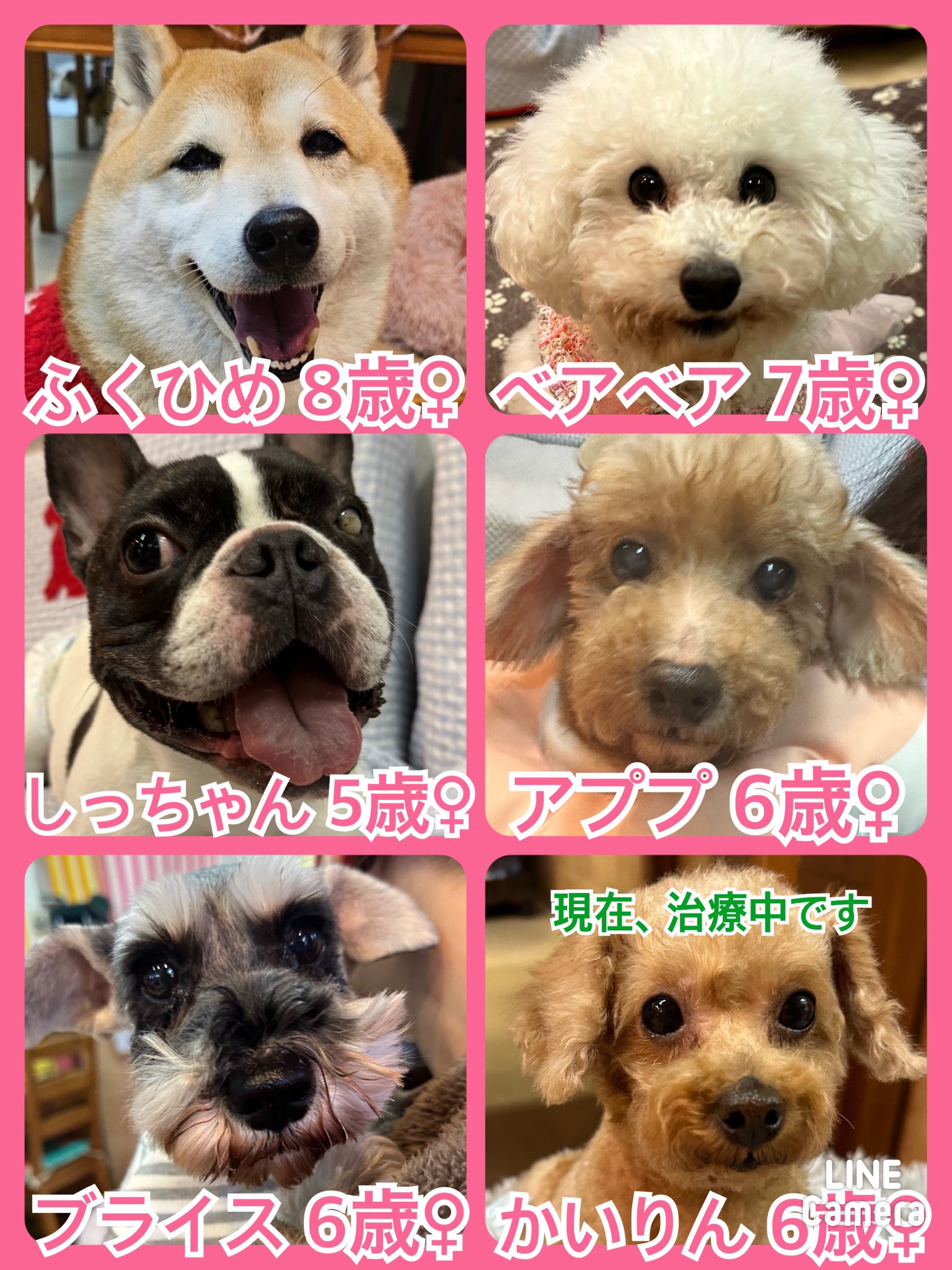 🐾今日の里親様募集中ワンコ🐶メンバーです🐾2024,1,27【保護犬カフェ天神橋店】